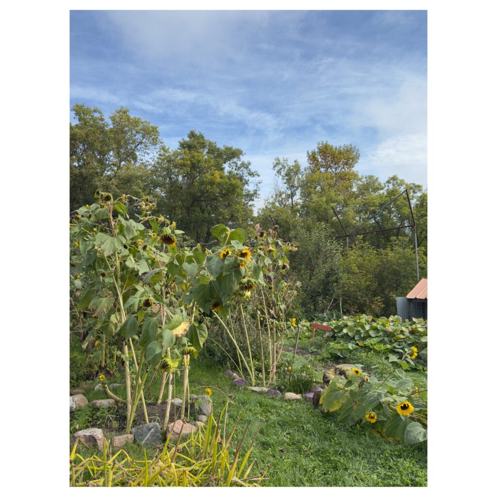 25th Perennial Harvest Moon Festival